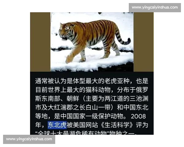 老虎在自然界中的霸主地位与人类保护行动的多维探索